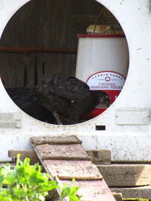 Chick feeder