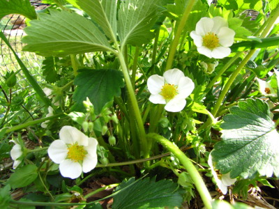 Strawberry flowers