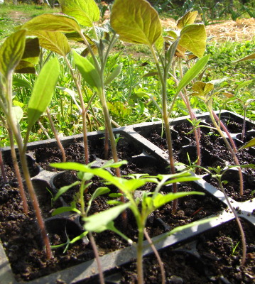 Tomato seedlings