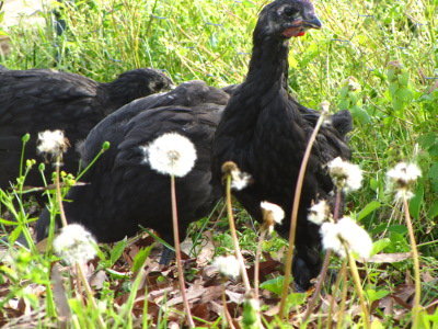 Young australorps