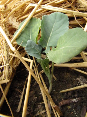 Frost-nipped broccoli seedling