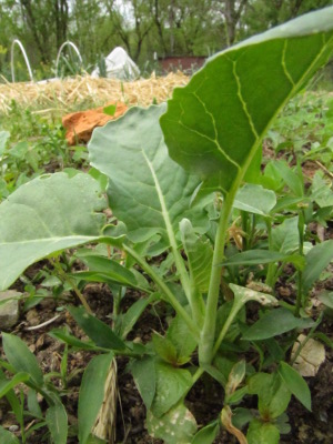 Healthy broccoli seedling