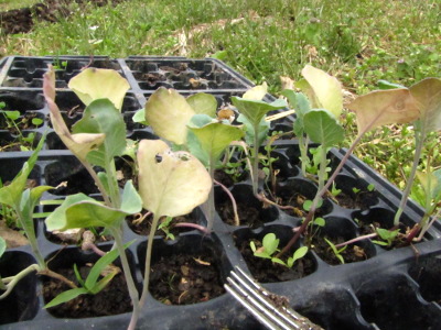 Neglected broccoli seedlings