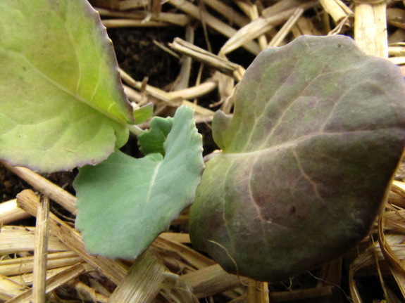 Purple broccoli leaves