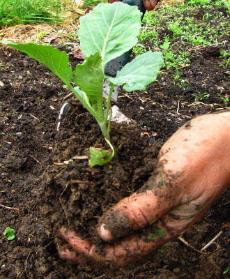 Cabbage transplant