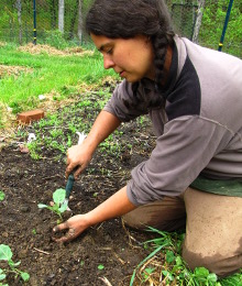 Transplanting