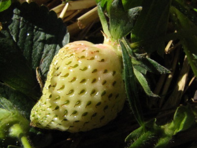 Ripening strawberry