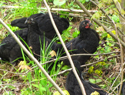 Chicken forest pasture