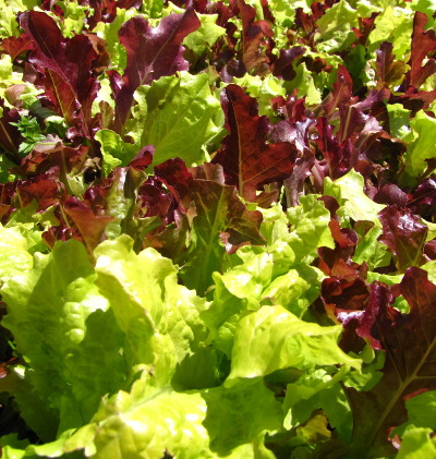 Lettuce mix