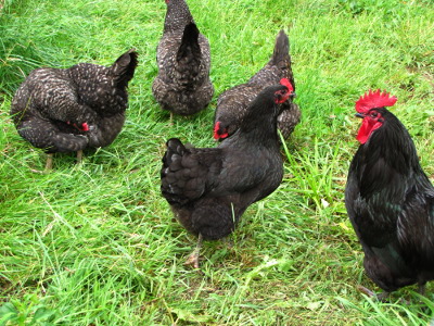 Rooster harem