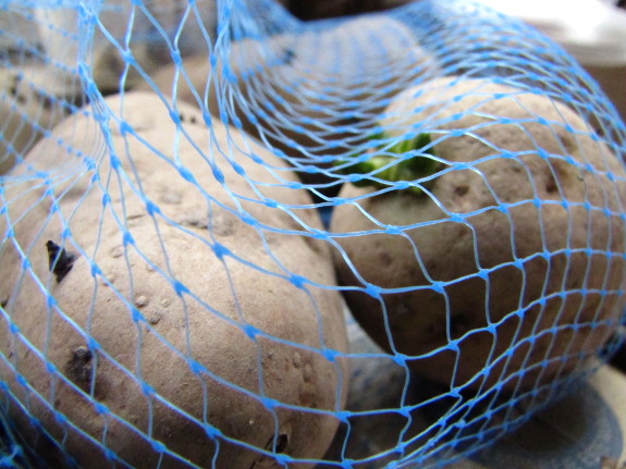 Chitting potatoes