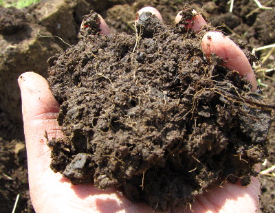 Soil high in organic matter
