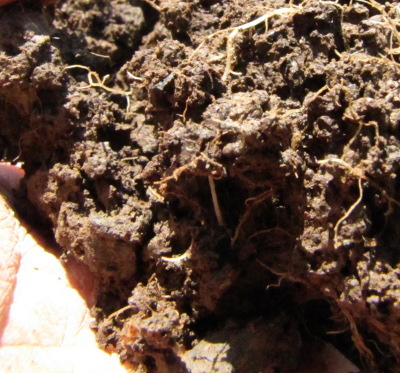 Soil conglomerates