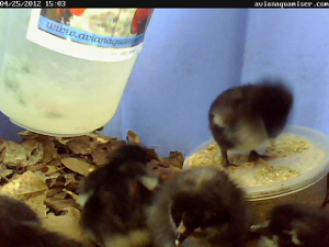 Chick cam