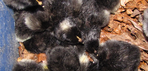 Pile of chicks