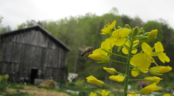 Honeybee on kale flower