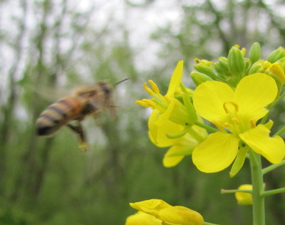 Hovering honeybee