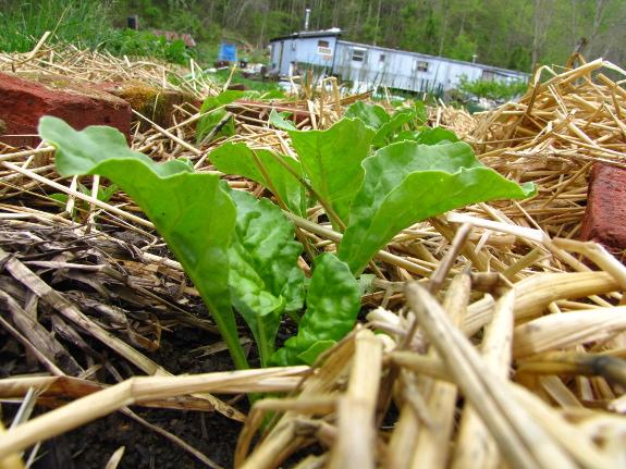 New Swiss chard leaves