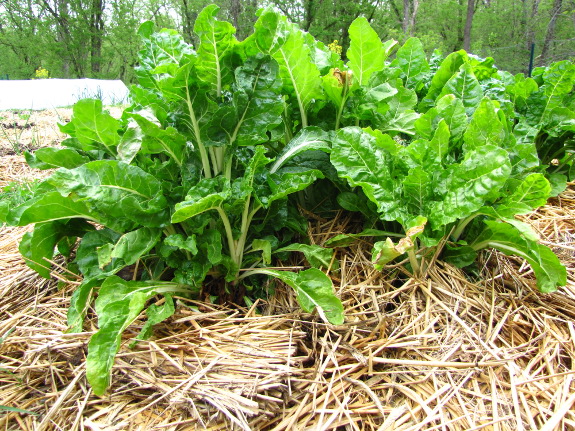 Over-wintered Swiss chard