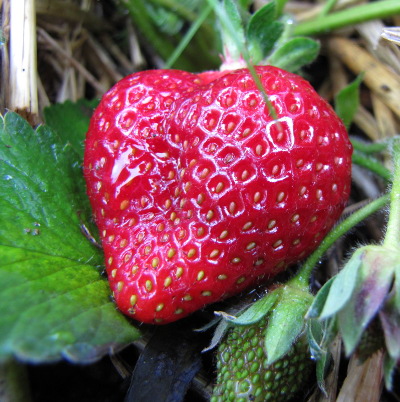 Strawberry