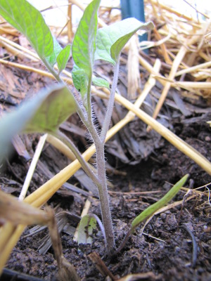 Tomato transplant