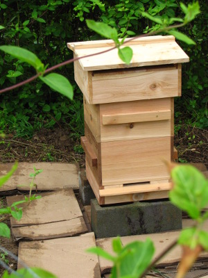 Warre hive