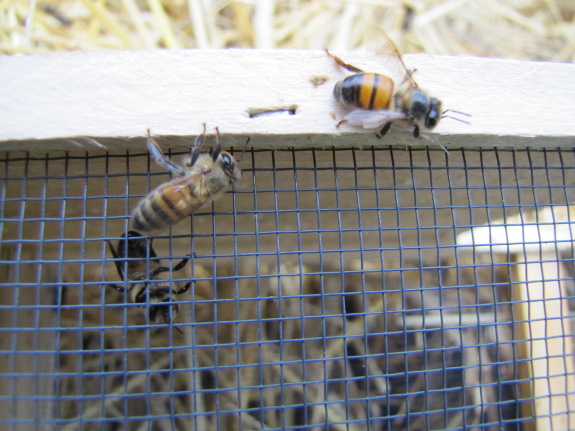 Bees lingering on package