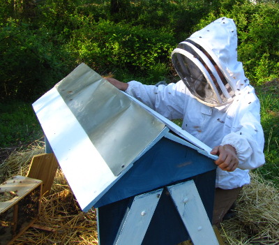 Bees on beekeeper