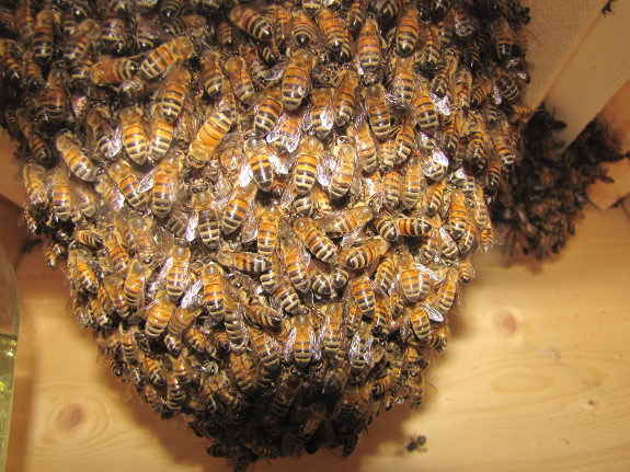 Cluster of honeybees