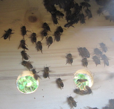 Inside a new bee hive