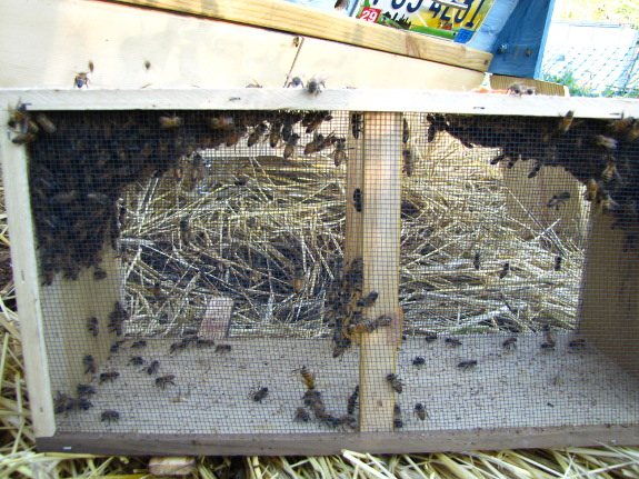 Leftover bees in package