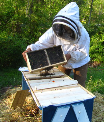 Pour bees into top bar hive