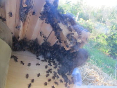 Queen cage in new hive