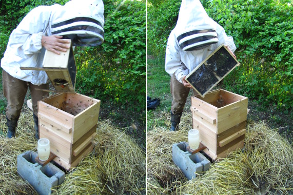 Shaking bees out of a package