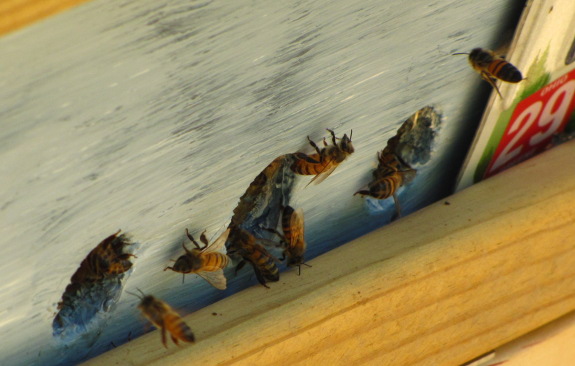 Top bar hive entrance