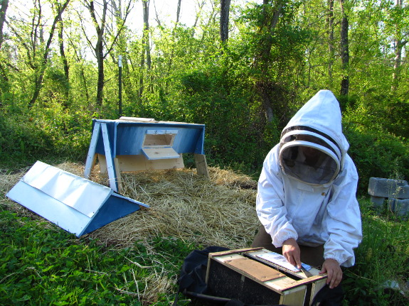 Two bee packages