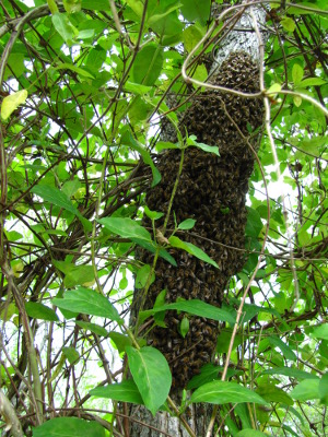 Swarm of bees