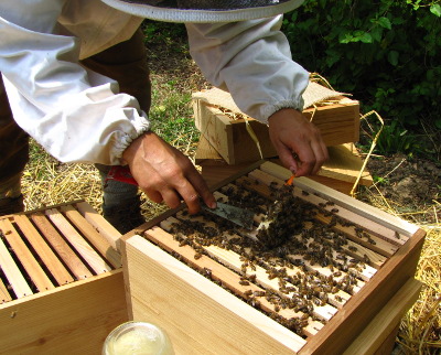 Removing the queen cage from a Warre hive