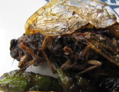 Cooked cicadas