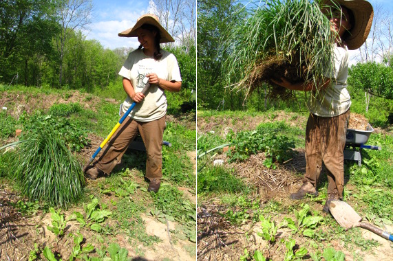 Digging out fescue