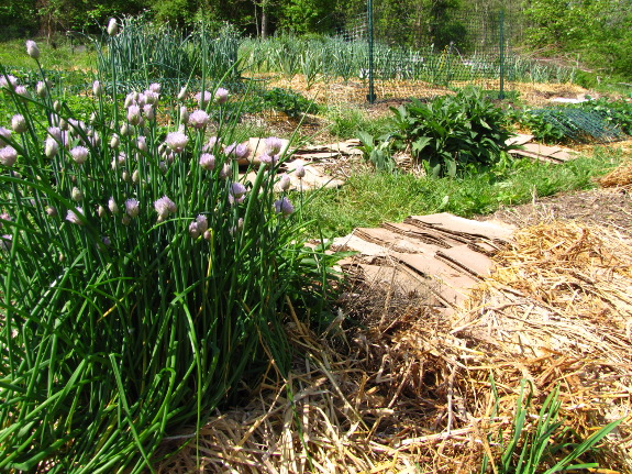 Diversified vegetable garden