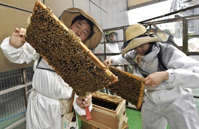 Japanese beekeepers