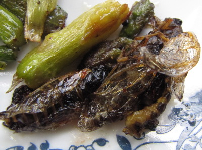 Sauteed cicadas