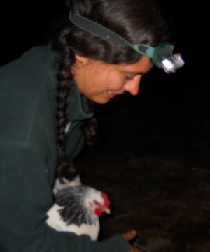 head lamp for chickens at night