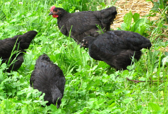 Pastured poultry