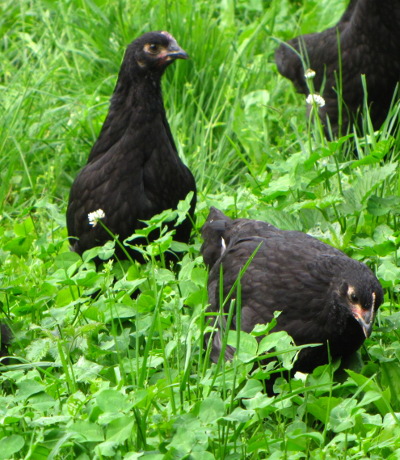 Young australorp chickens