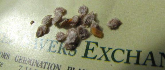 Tomato seeds