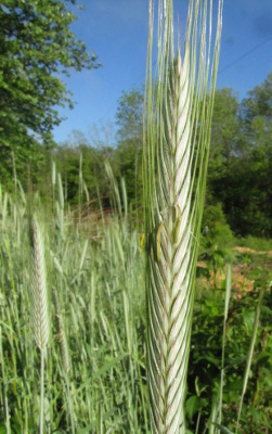 Blooming rye