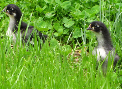 Chicks in the grass