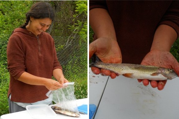 close up of fresh trout from Stoney Creek 2012